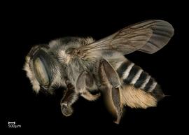   Megachile addendanbsp; female lateral habitus, photo: Colleen Meidt 
